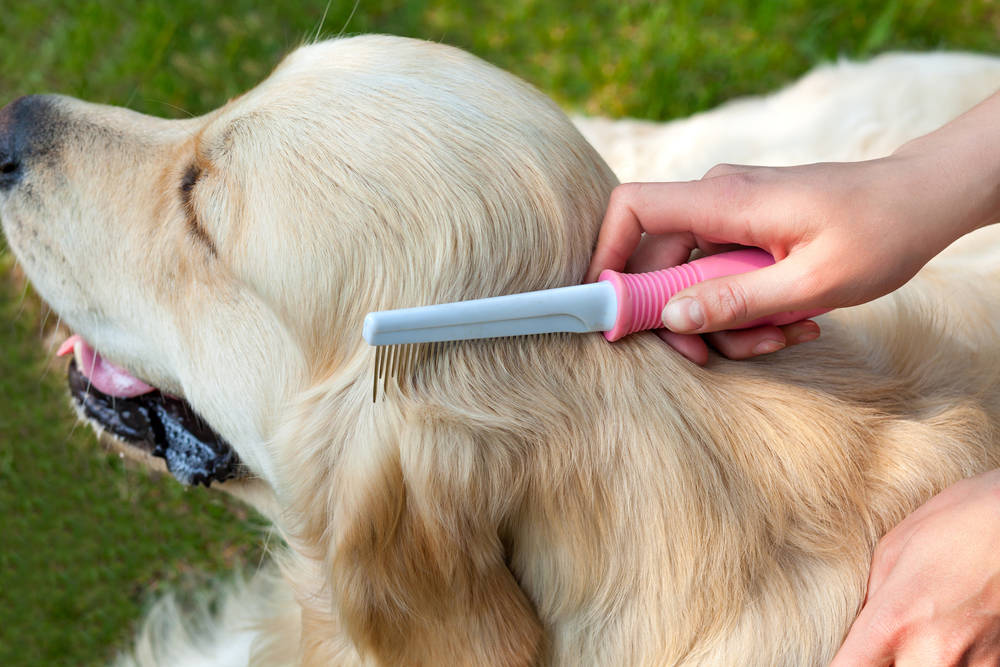 pet hair maintenance tips